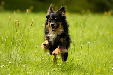 Hundebetreuung Friedrichshain 1